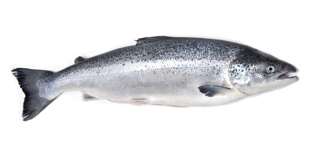 salmon 