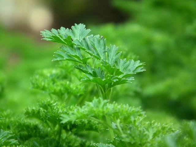 Is Parsley Acidic?