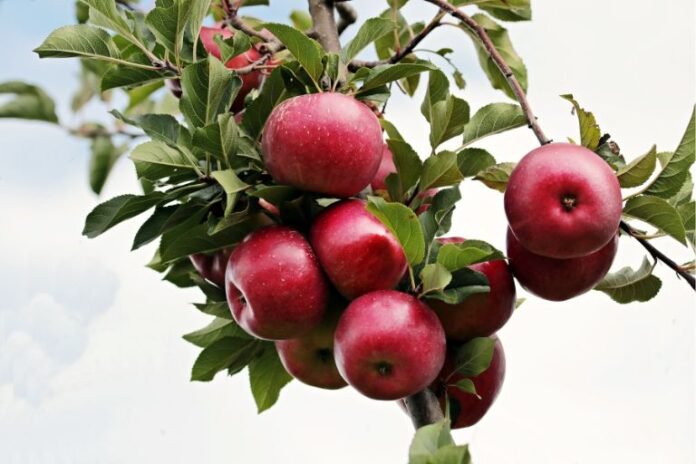 Are Red Apples Acidic?